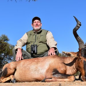 178cm Red Hartebeest Hunt South Africa