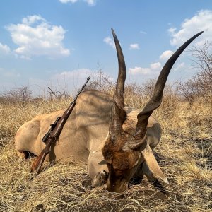 42 Inch Livingstone Eland Hunt Zimbabwe