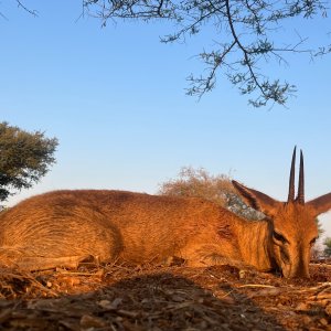 6 Inch Common Duiker Hunt Zimbabwe