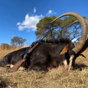 48.5 Sable Hunt Zimbabwe