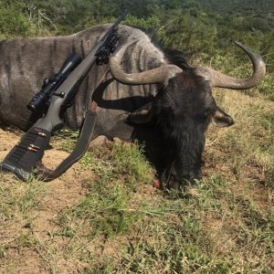 Blue Wildebeest Hunt