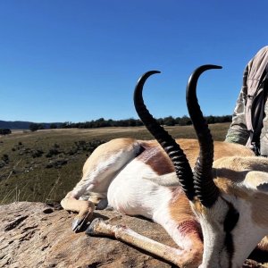 Springbok Hunt