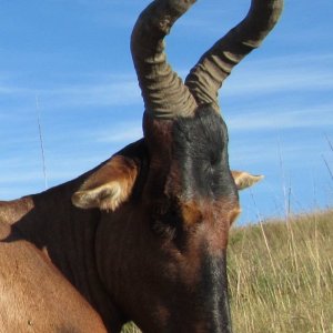 Red Hartebeest Hunt