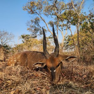 Bushbuck Hunt Zimbabwe