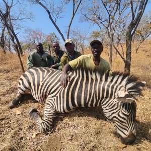 Zebra Hunt Zimbabwe