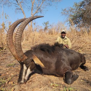 Sable Hunt Zimbabwe