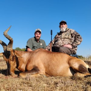 Red Hartebeest Hunt South Africa