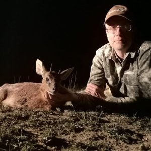 Cape Grysbok South Africa