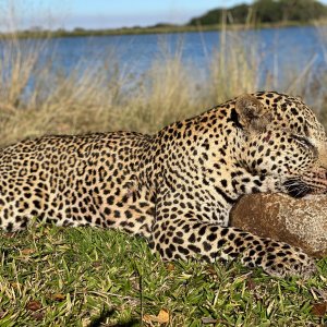 Leopard Hunt Zimbabwe