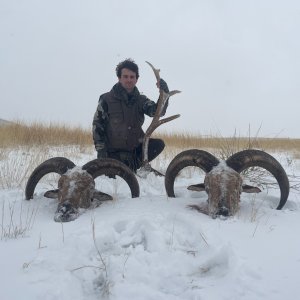 Aoudad Hunting