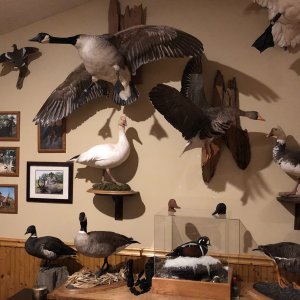 Trophy Room