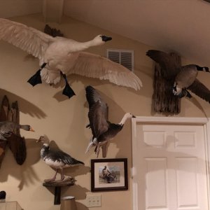 Trophy Room