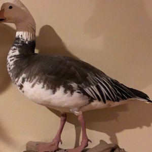 Snow Goose Full Mount Taxidermy