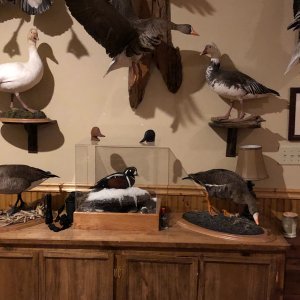 Trophy Room