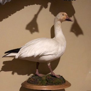 Snow Goose Full Mount Taxidermy