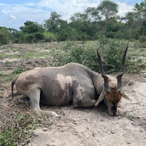 Eland Hunt Tanzania