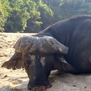 Buffalo Hunt Tanzania