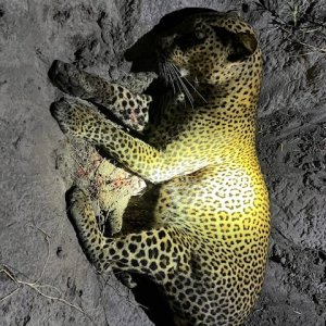 Leopard Hunt Tanzania