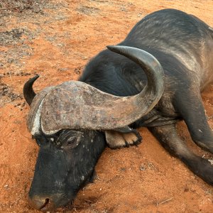 Cape Buffalo Hunt South Africa