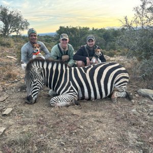 Zebra Hunt Eastern Cape South Africa