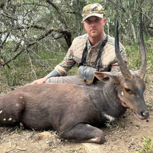 Bushbuck Hunt Eastern Cape South Africa