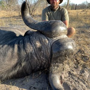 Buffalo Hunt Caprivi Namibia