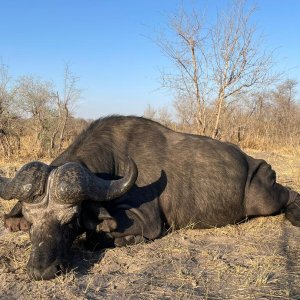 Buffalo Hunt Caprivi Namibia