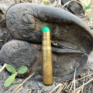 Buffalo Hunt Caprivi Namibia