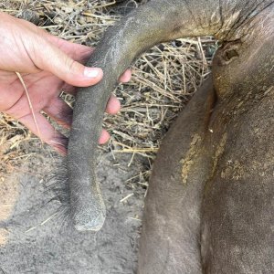 Buffalo Tail Caprivi Namibia