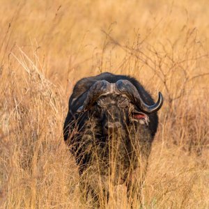 Buffalo Hunt Caprivi Namibia