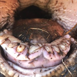 Dagga Boy Teeth Caprivi Namibia