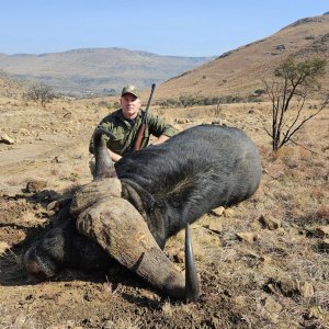 Buffalo Hunt Eastern Cape South Africa