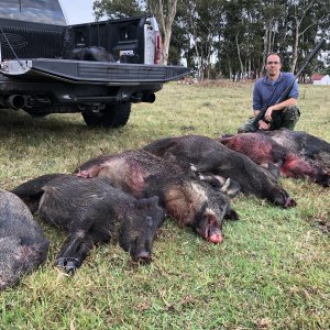 Boar Hunting