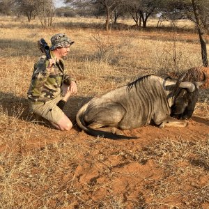 Hunting Blue Wildebeest