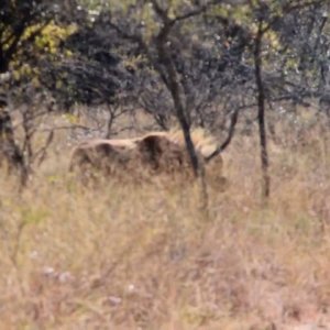 Golden Wildebeest Hunt South Africa