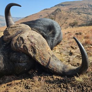 Buffalo Hunt South Africa