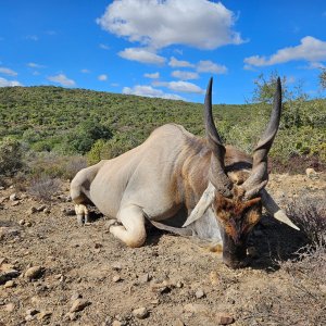 Eland Hunt Eastern Cape South Africa