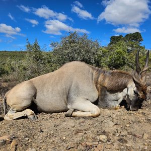 Eland Hunt Eastern Cape South Africa