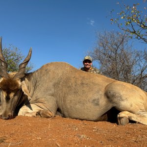 Eland Hunt South Africa