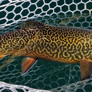 Tiger Trout Fishing