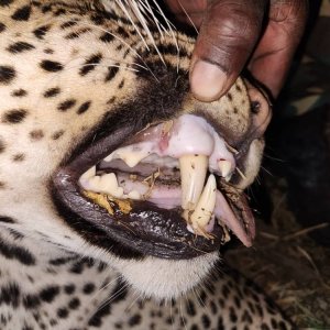 Leopard Teeth Zambia