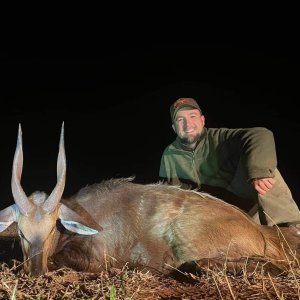 Hunting Bushbuck