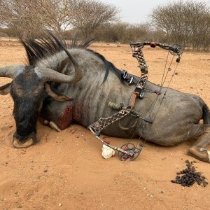 Blue Wildebeest Bow Hunt Namibia