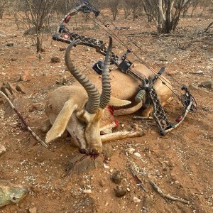 Springbok Bow Hunt Namibia