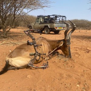 Red Hartebeest Bow Hunt Namibia