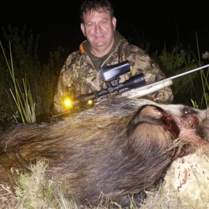 Bushpig Hunt