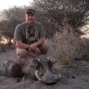 Warthog Hunt Botswana