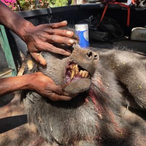 Baboon Hunt Namibia