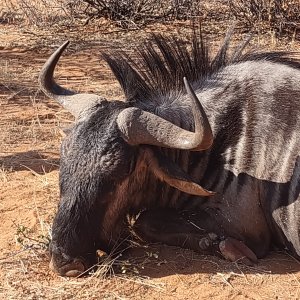 Blue Wildebeest Hunt Namibia