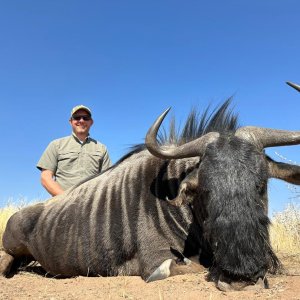 Blue Wildebeest Hunt Botswana